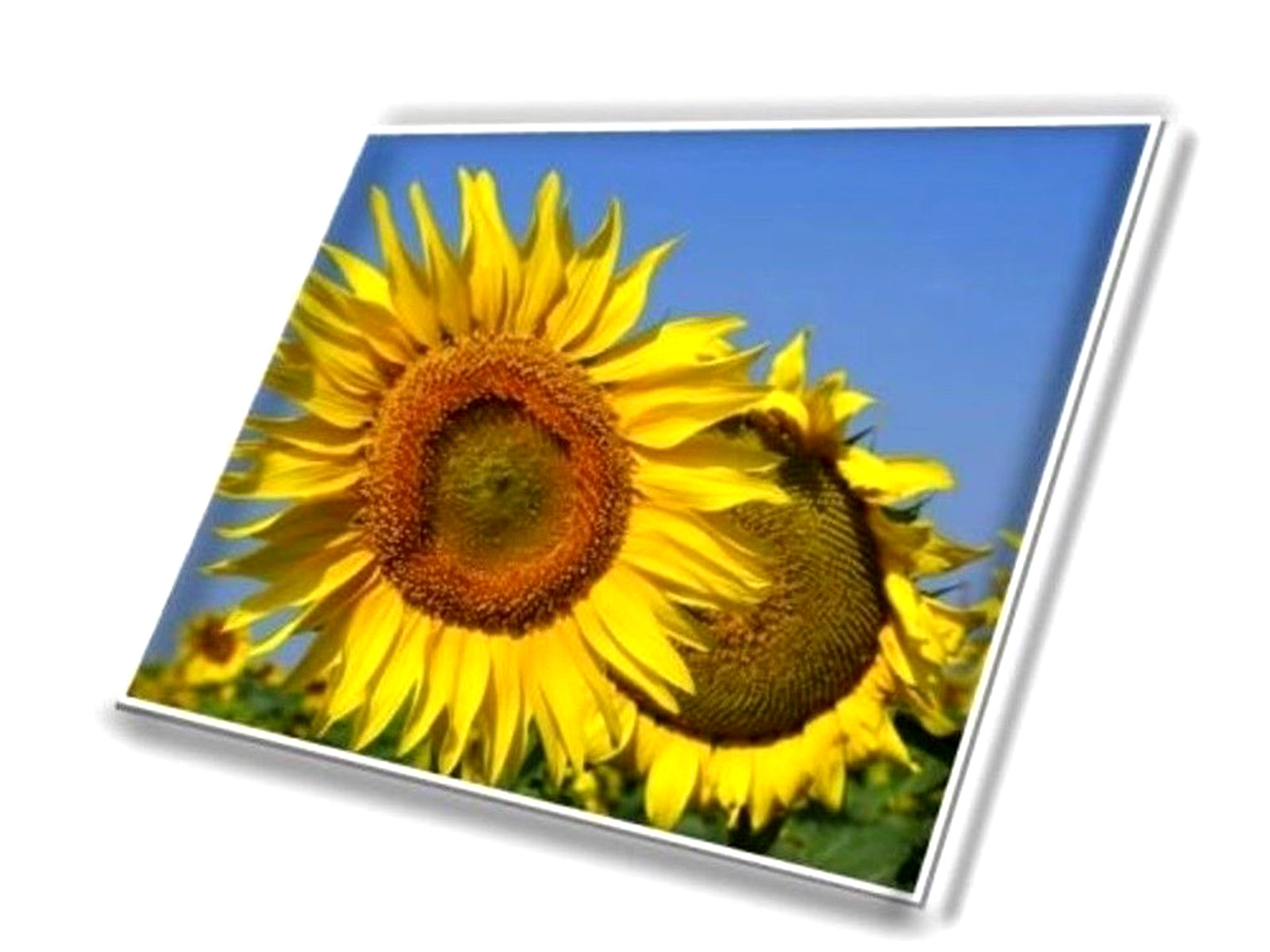 13.3″ FHD Led Lcd Screen For Dell Latitude 5320 5330 5340 Laptops FG4NW